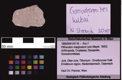 Foto (Objekt + Etiketten) von Pithonoton marginatum (von Meyer, 1842) (NHMW-GEO-1990-0041-0116)